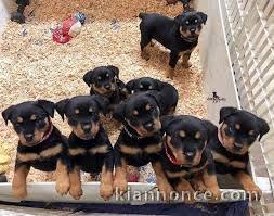 Chiots Rottweiler avec pedigree