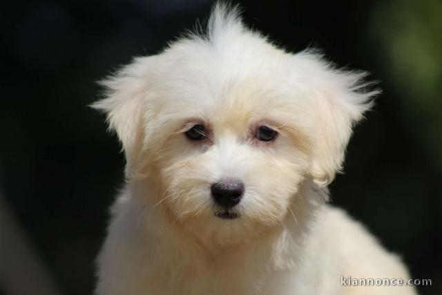 Chiots COTON TULEAR  a donner 