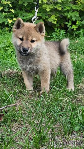 chiot Shiba inu a donner 