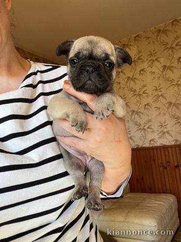 Chiot bouledogue français à donner 