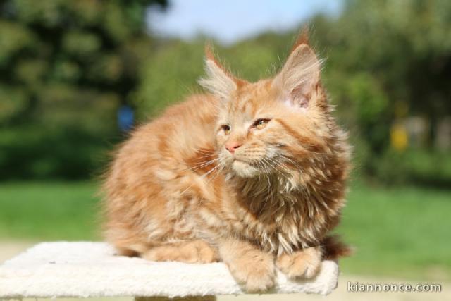 Chaton maine coon mâle a donner 