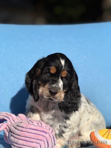Chiot cocker anglais disponible 