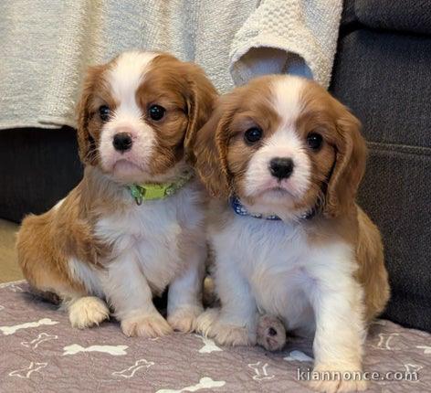 Cavalier King Charles à adopter 