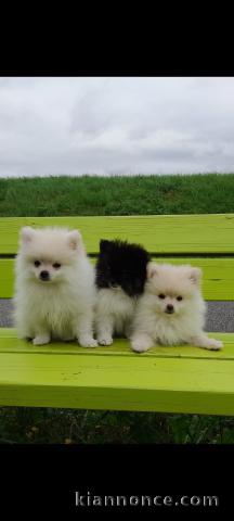 Adorable Chiots Spitz Nain