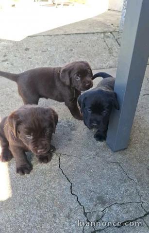 Labrador retriever à adopter 