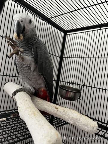 Perroquet Gris du Gabon à donner