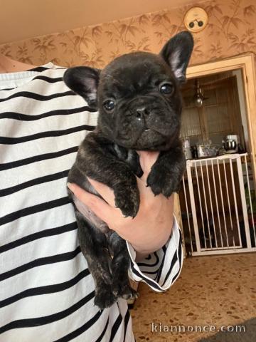 bébé chiot bouledogue français disponible 