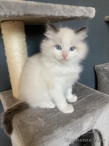 chaton ragdoll femelle a donner pour noël 