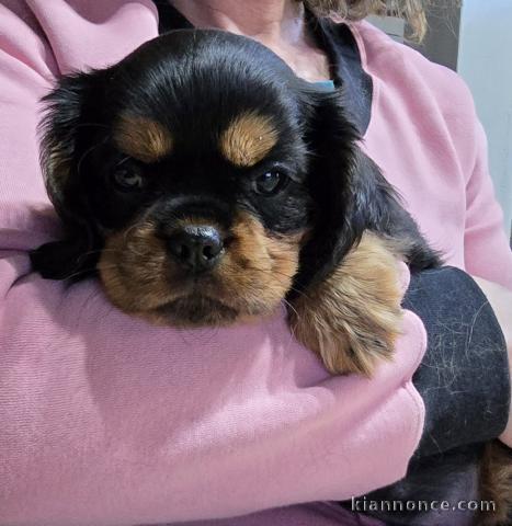 adoption chiot cavalier king charle disponible 