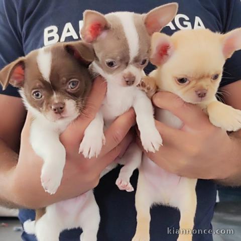 adoption chiot chihuahua disponible 