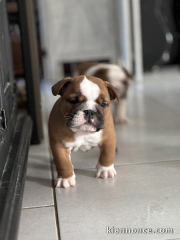 chiots bulldog anglais mâle a donner 