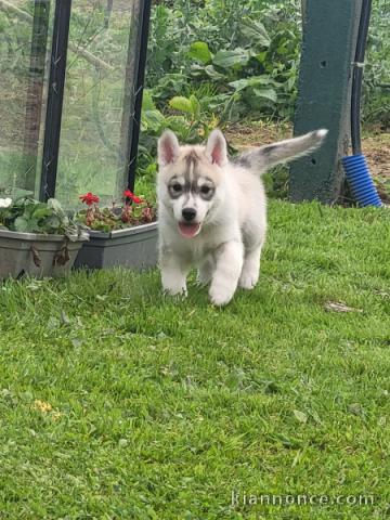 Chiot husky sibérien mâle a donner 