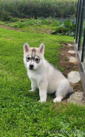 Bébé chiot husky sibérien adorable 