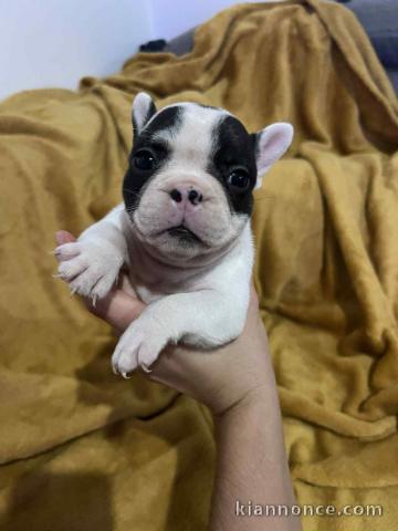 Bébé chiot bouledogue français disponible 