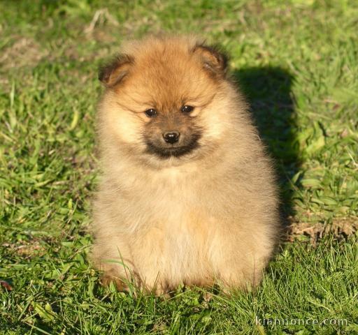 Bébé chiot spitz allemand race pure 