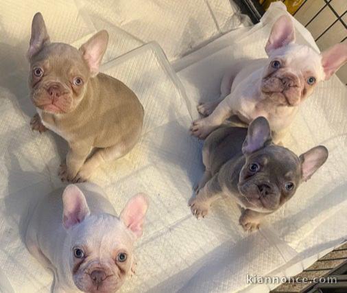 Bouledogue français à adopter 