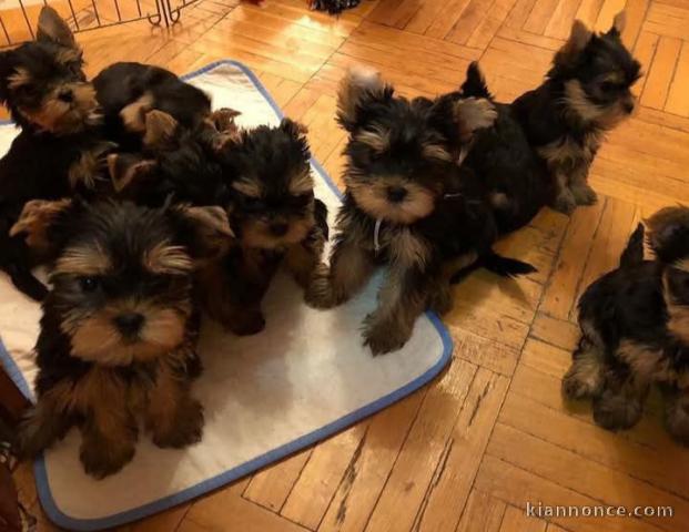 Adorable chiots YORKSHIRE à adopter 