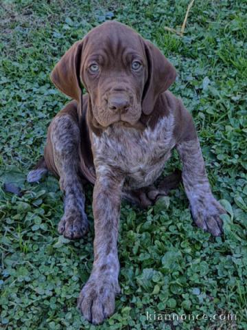 braque Allemand à poil court disponible 