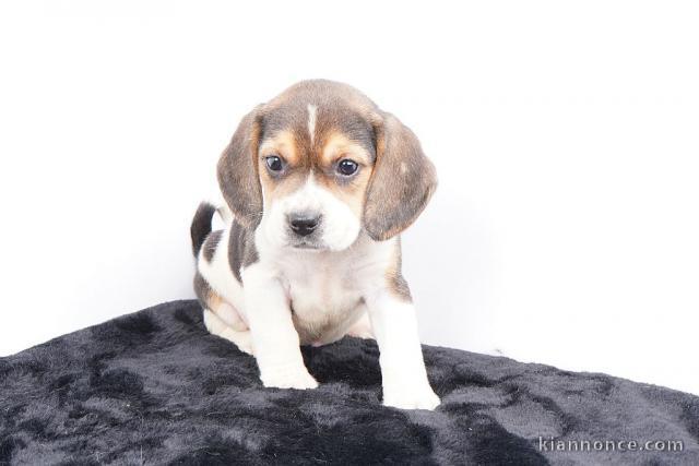 chiot beagle disponible pour adoption 