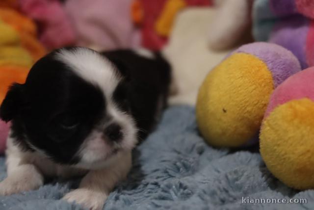 chiot Shih Tzu a donner 