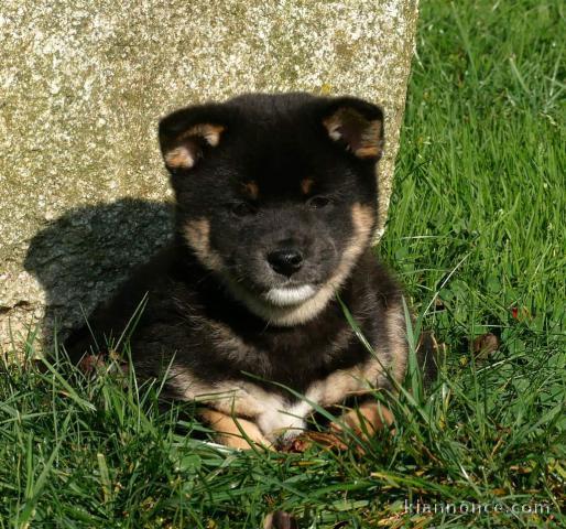 chiot Shiba inu a donner 