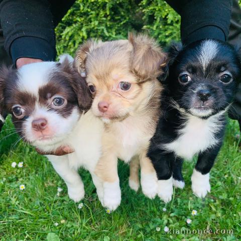 Superbes Chiots Chihuahua