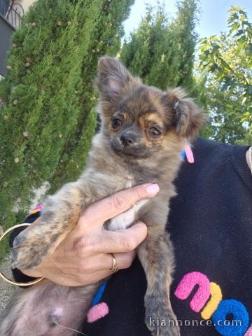 bébé chiot chihuahua disponible 