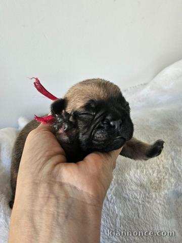 chiot bouledogue français à donner 