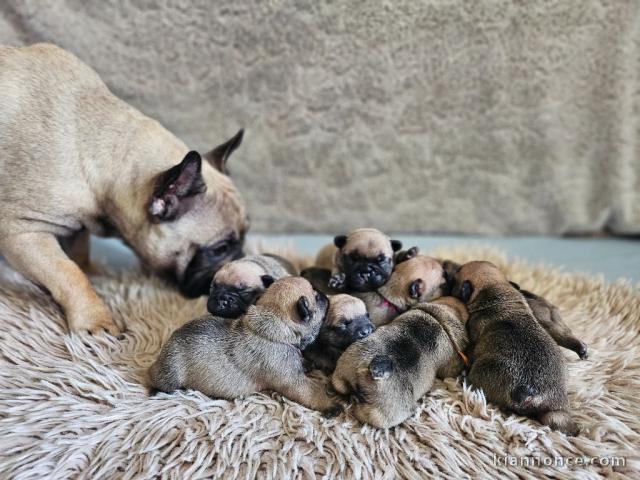 chiot bouledogue français disponible pour adoption 