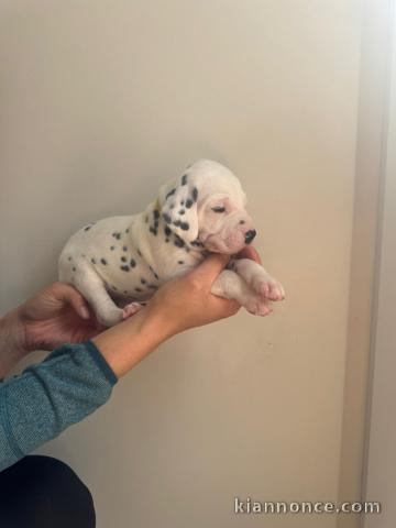 chiot dalmatien a donner 