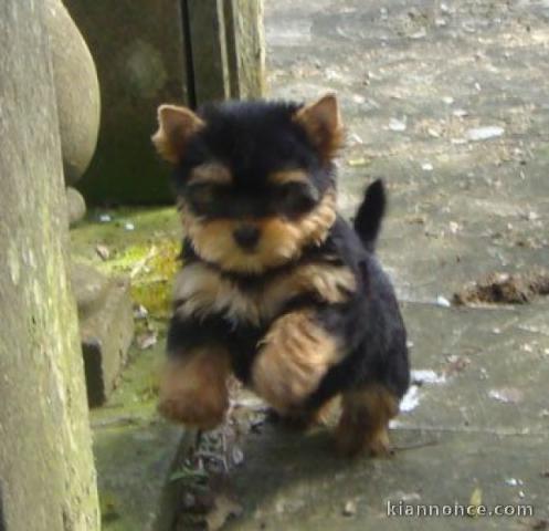 magnifique chiot Yorkshire terrier femelle a donner 