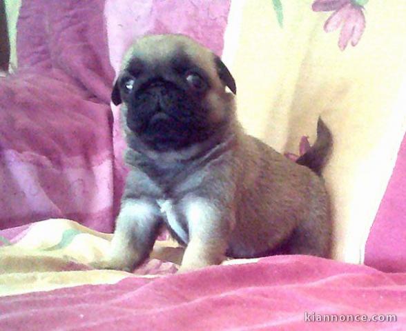 Bébé chiot type carlin à adopter mâle 