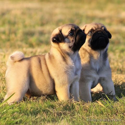 Magnifique chiot carlin disponible 