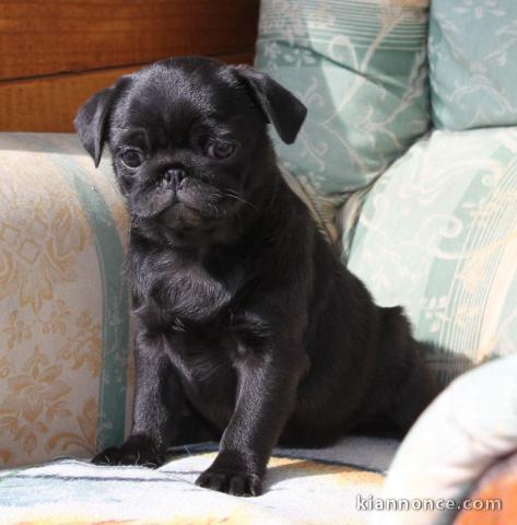 Chiot carlin disponible 