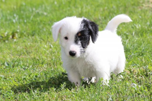 Je donne chiot jack ressel disponible 