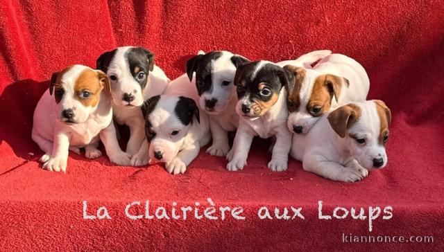 Je donne chiot jack ressel disponible 