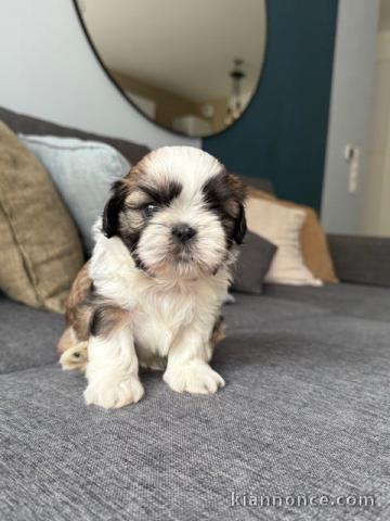 chiot Shih Tzu a donner 