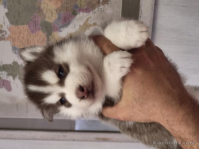 Je donne chiot husky sibérien adorable 