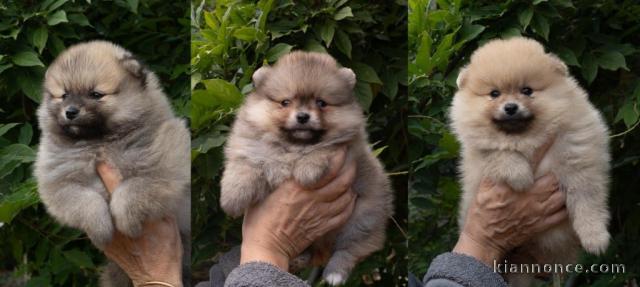 Bébé chiot Spitz allemand disponible 