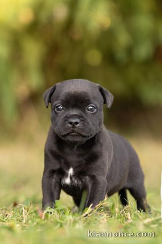 choit staffie disponible pour adoption 