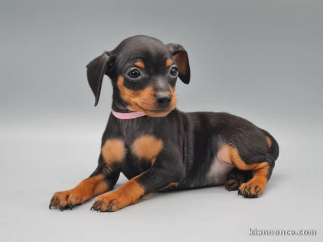 chiot pinscher nain disponible 