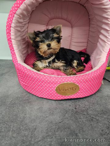 Dons chiot Yorkshire disponible 