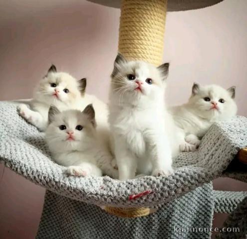 Chatons RAGDOLL pour des familles aimables 