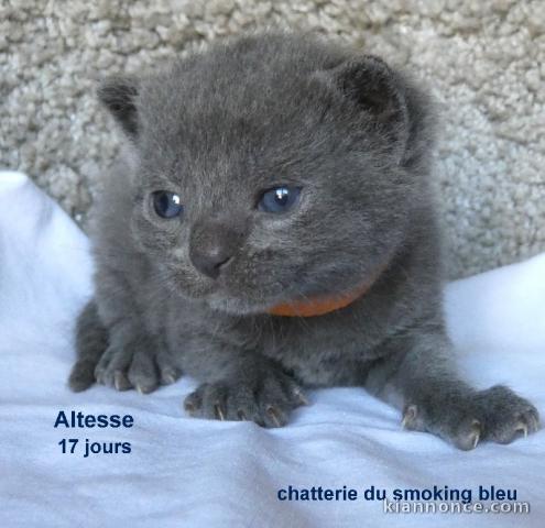 Chaton châtreux disponible pour adoption 
