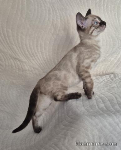 chaton Bengal disponible mâle 