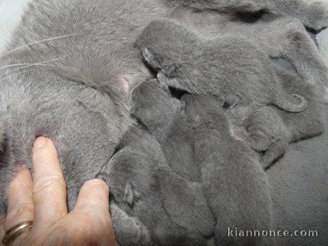 adoption chaton châtreux disponible 