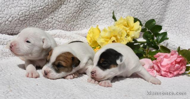 chiot jack ressel disponible de suite 