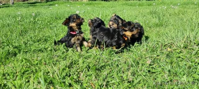 chiot type Yorkshire adoption urgent 