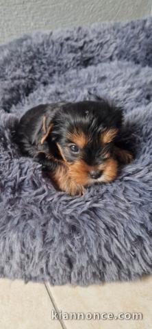 adorable chiot Yorkshire terrier 