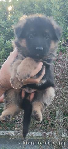 bébé chiot berger allemand disponible 